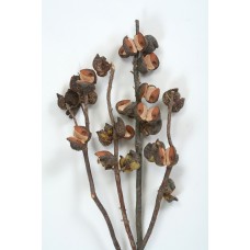 HAKEA 5-9 PODS 14"  Natural
